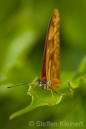 061 Julia-Falter - Dryas julia